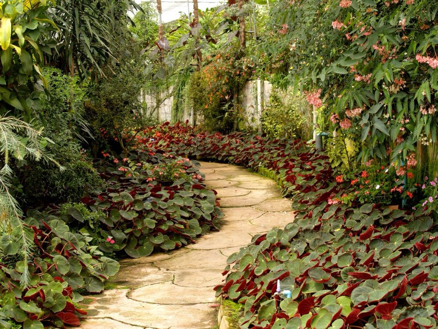 Stone path through lush tropical garden