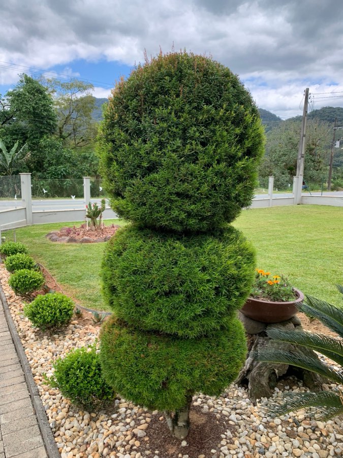 Shaped topiary shrub
